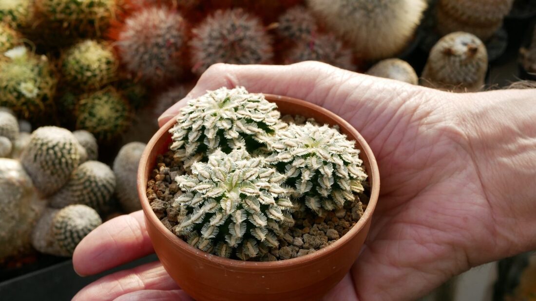Picture of cactus Mammilaria bertholdii in the hands of a collector. Image taken by Jared Margulies